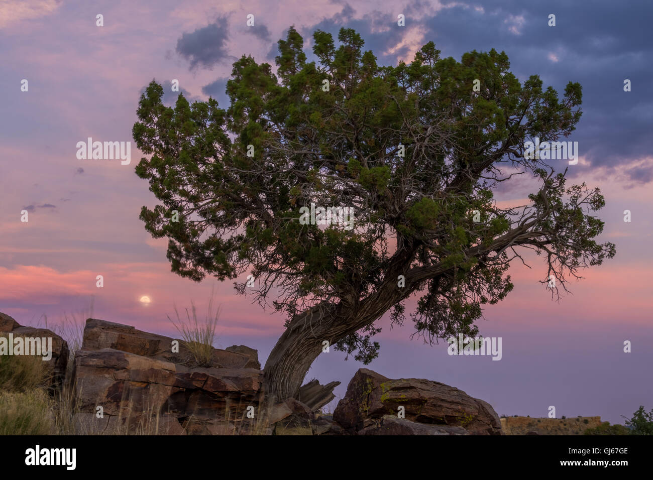 Moonset behind a One-seed Juniper, (Juniperus monsperma), in the ojito Wilderness, New Mexico, USA. Stock Photo