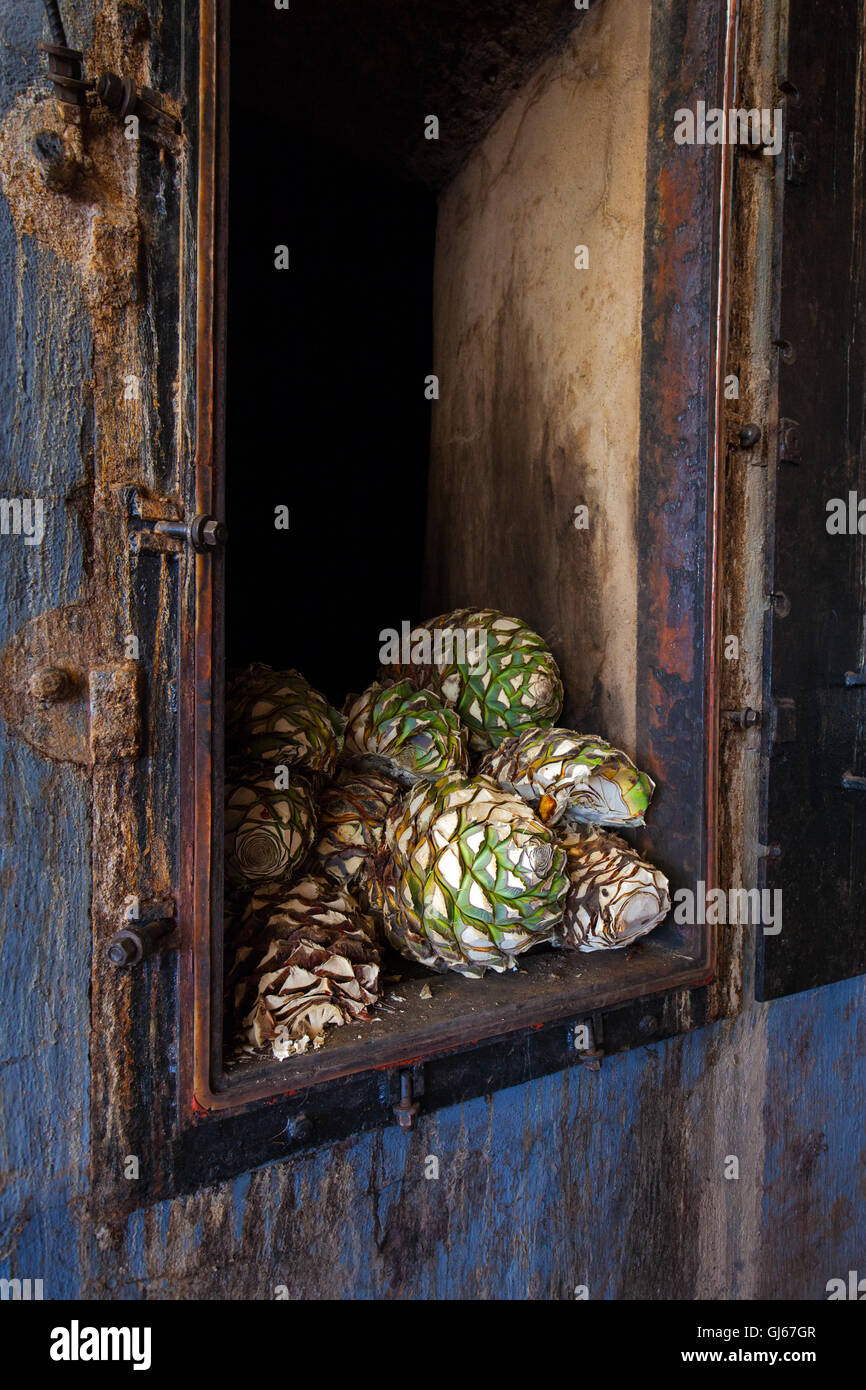 Harvested blue agave "pias" sit in an oven at Hacienda La Cofradia in  Tequila, Jalisco, Mexico Stock Photo - Alamy
