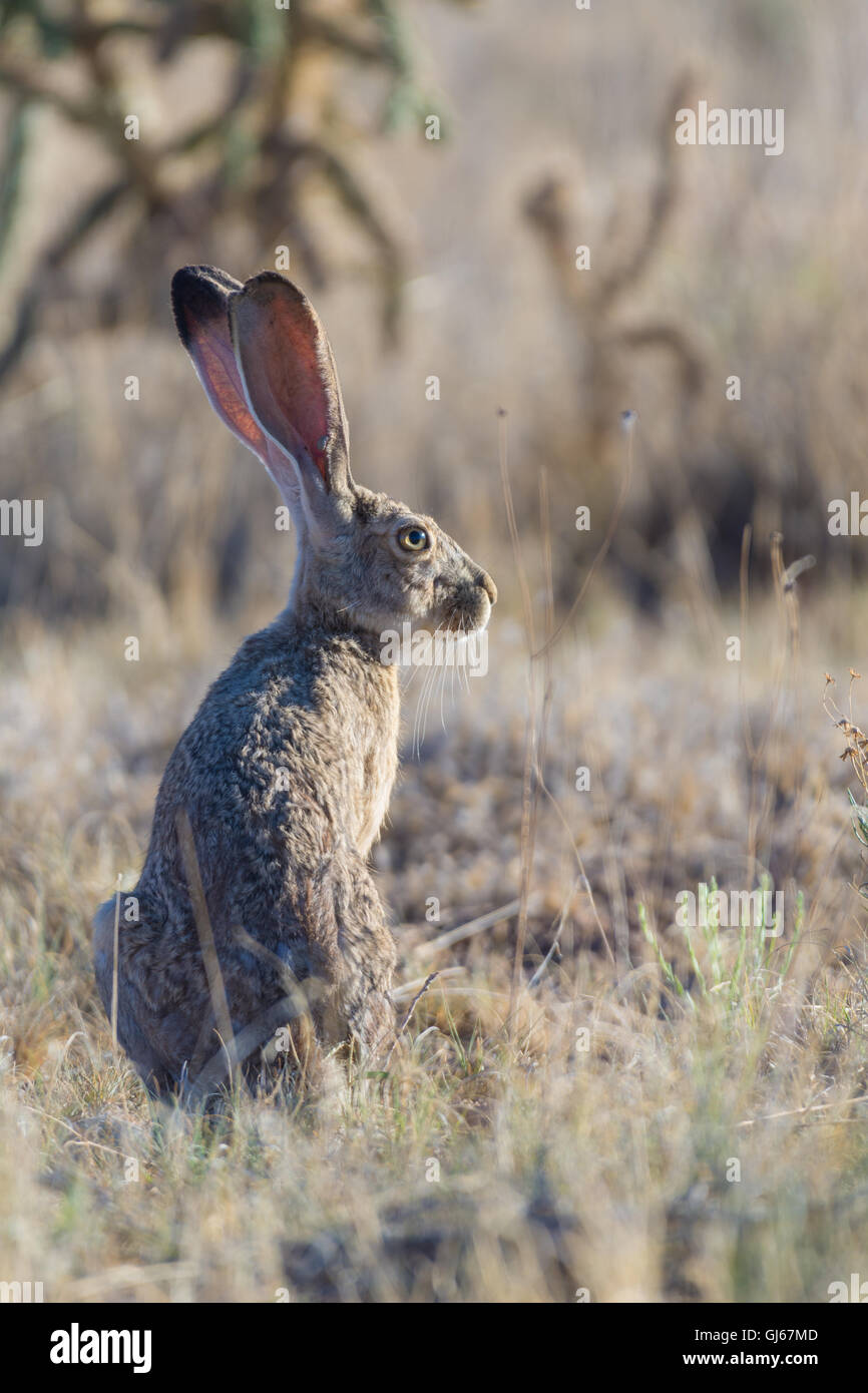 Black-tailed Jackrabbit, (Lepus californicus), Socorro co., New Mexico, USA. Stock Photo