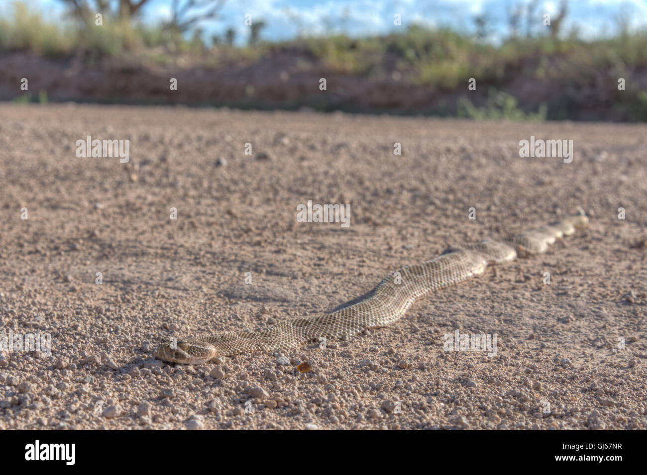 Prairie Rattlesnake, (Crotalus viridis), SOcorro co., New Mexico, USA. Stock Photo