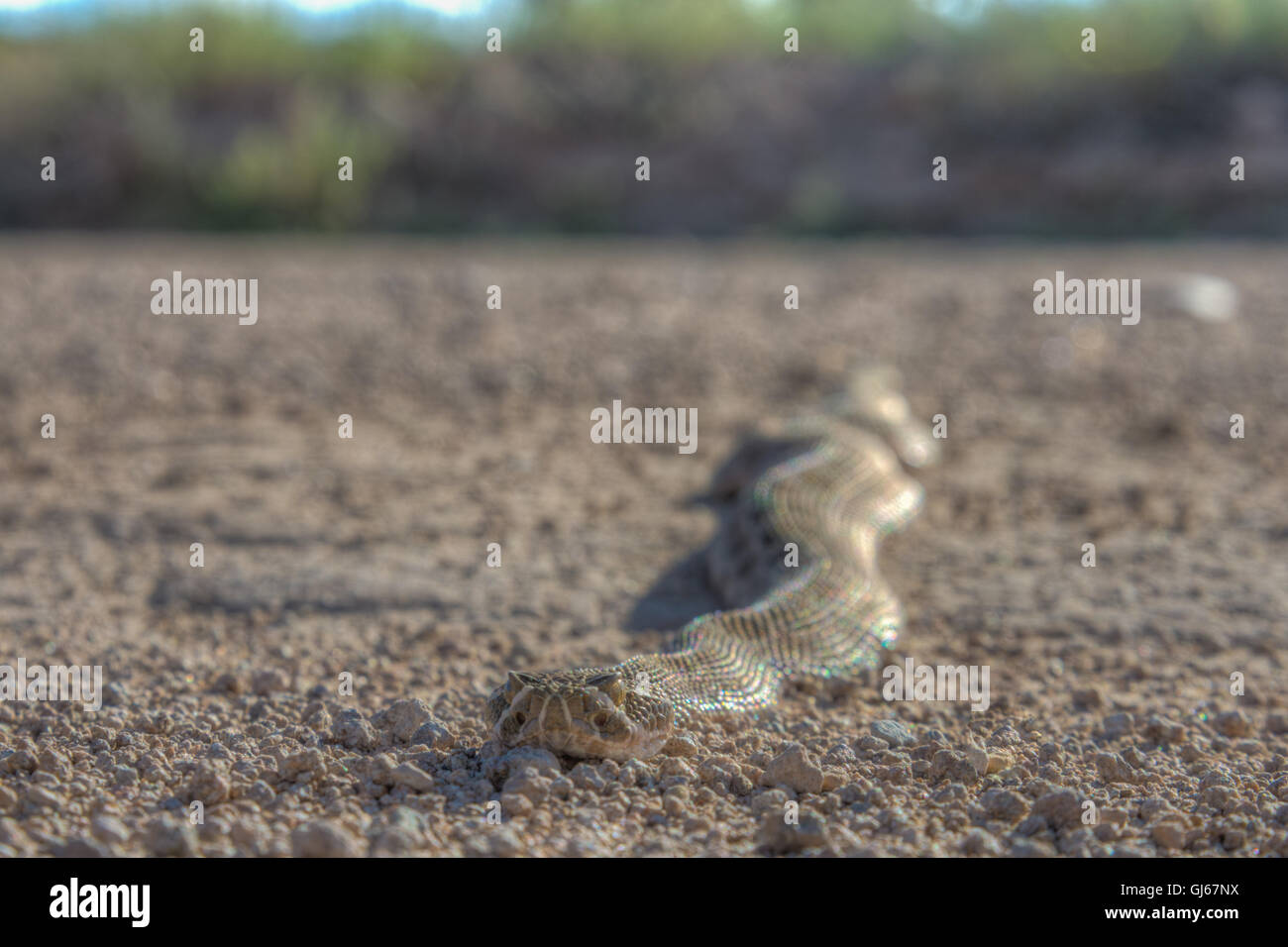 Prairie Rattlesnake, (Crotalus viridis), SOcorro co., New Mexico, USA. Stock Photo
