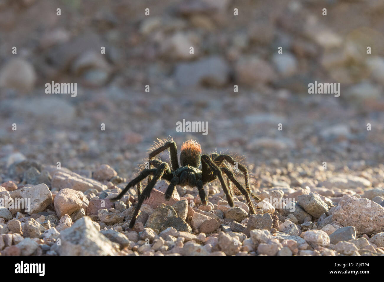 Tarantula crossing a dirt road in Socorro co., New Mexico, USA. Stock Photo