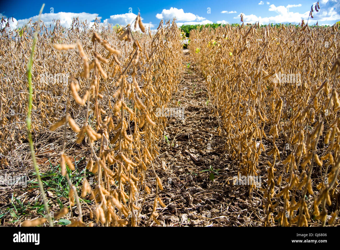 Soy bean plantation brazil hi-res stock photography and images - Alamy