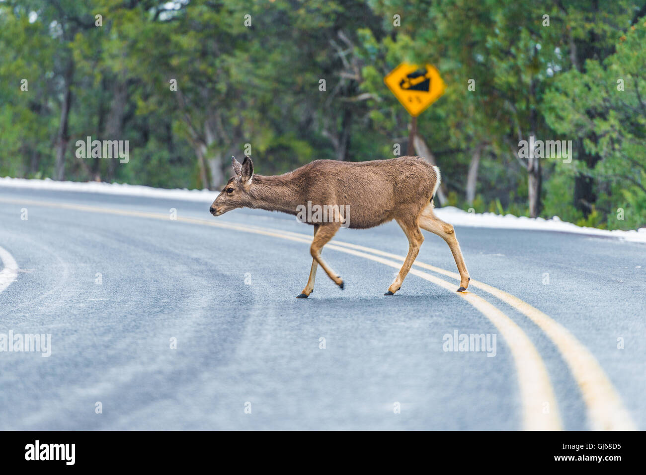 Elk walking on the road in the winter Stock Photo