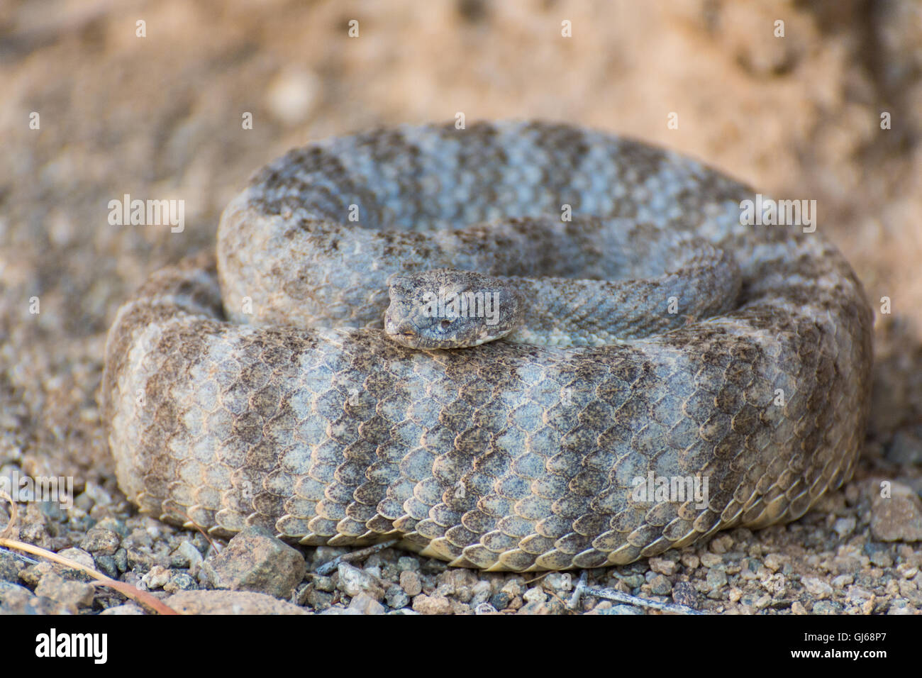 Tiger Rattlesnake, (Crotalus tigris), Maricopa co., Arizona, USA. Stock Photo
