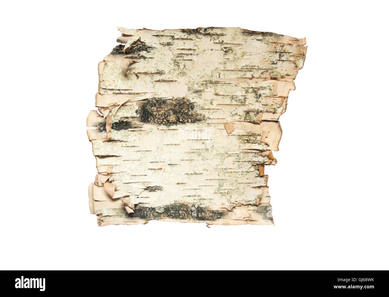 Bark Of The Birch Stock Photo - Alamy