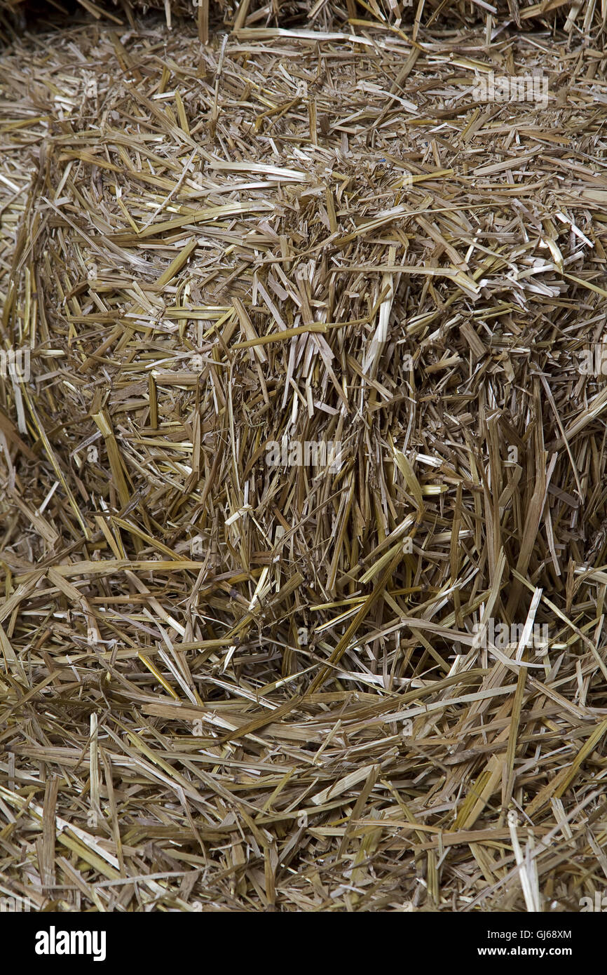 Bales of straw Stock Photo Alamy