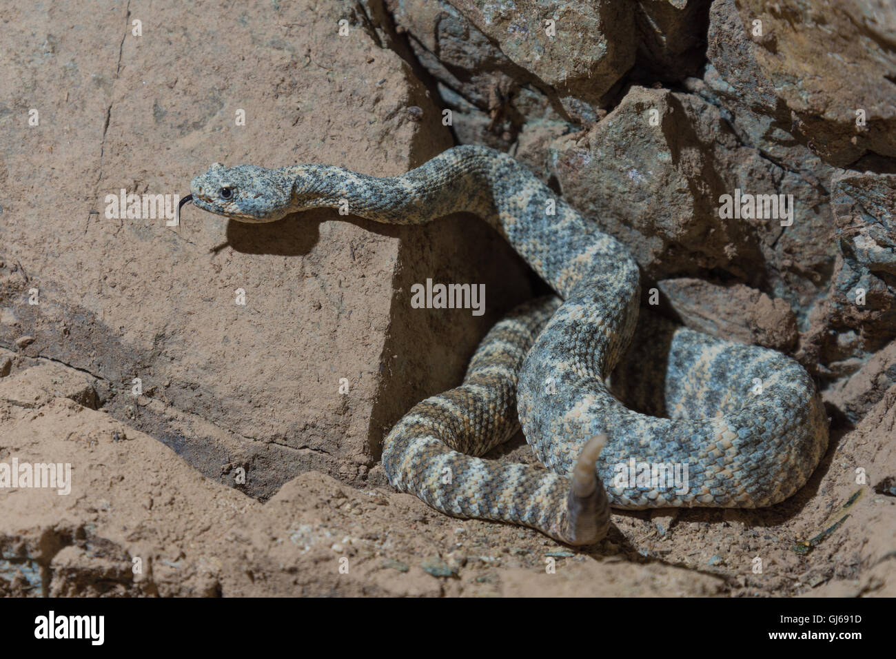 Southwestern Speckled Rattlesnake, (Crotalus mitchellii pyrrhus), Phoenix, Maricopa co., Arizona