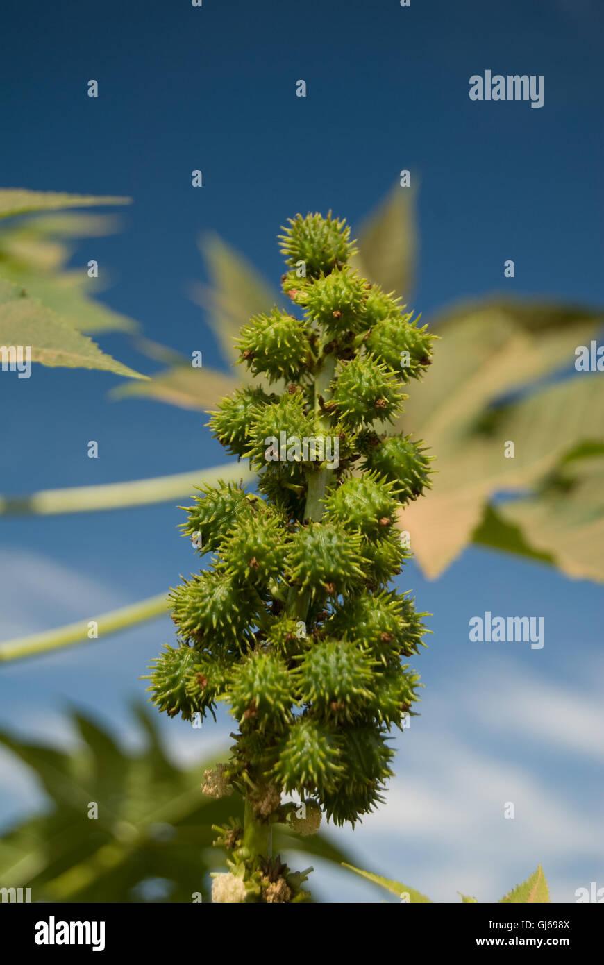 Castor crop hires stock photography and images Alamy