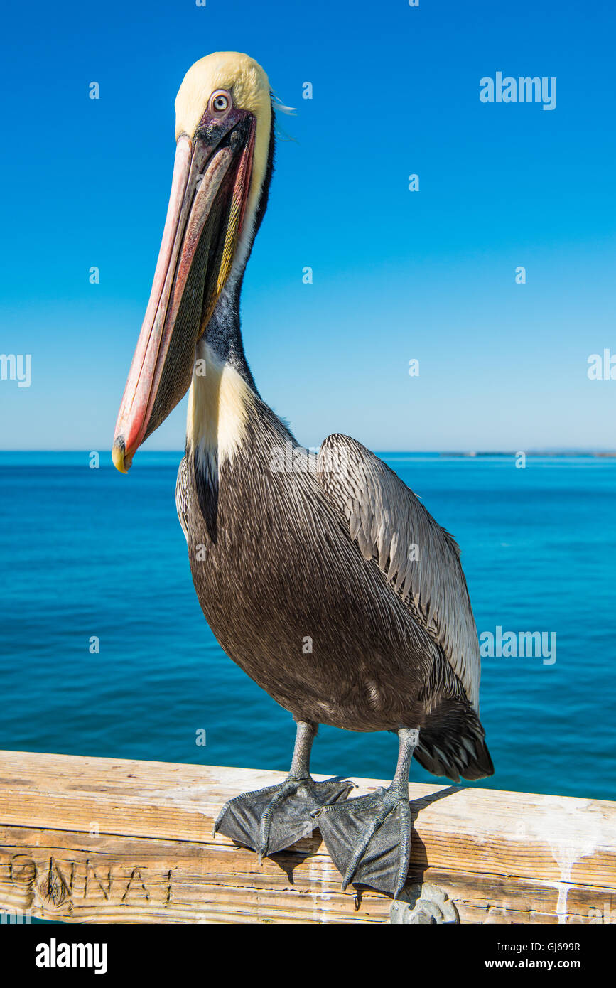 Alabama gulf coast bird hi-res stock photography and images - Alamy