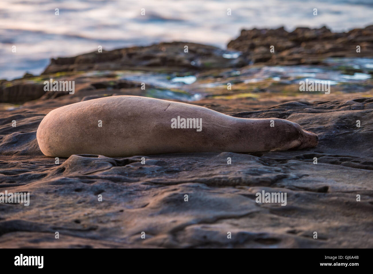 Grey seal, also known as the Atlantic seal. Wild life animal. Stock Photo