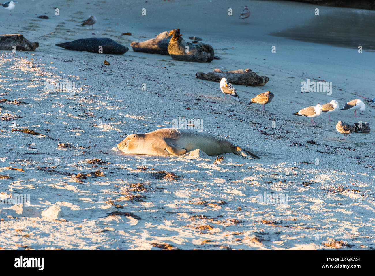Grey seal, also known as the Atlantic seal. Wild life animal. Stock Photo