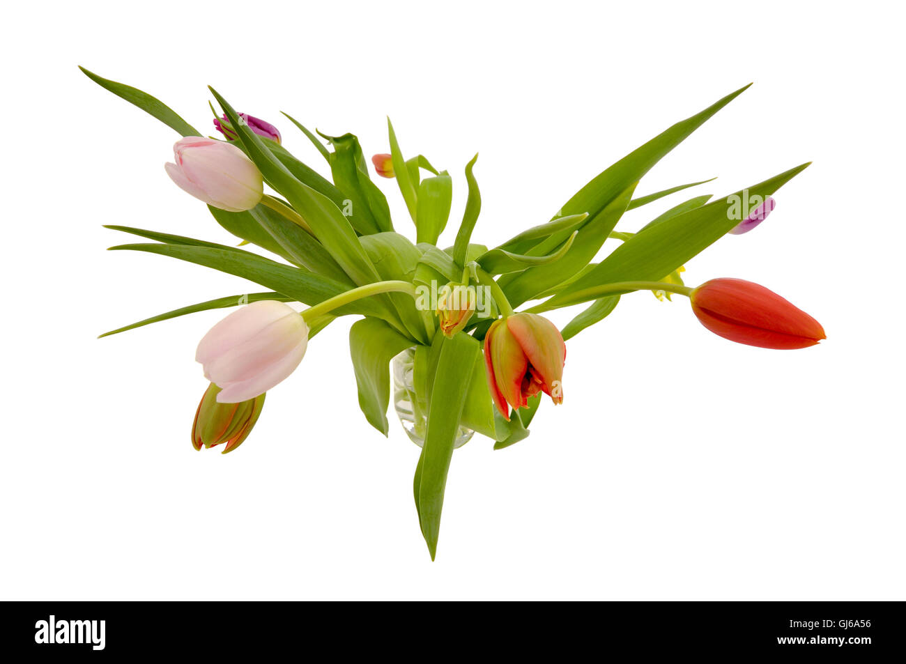 Tulip flowers isolated on white background Stock Photo - Alamy