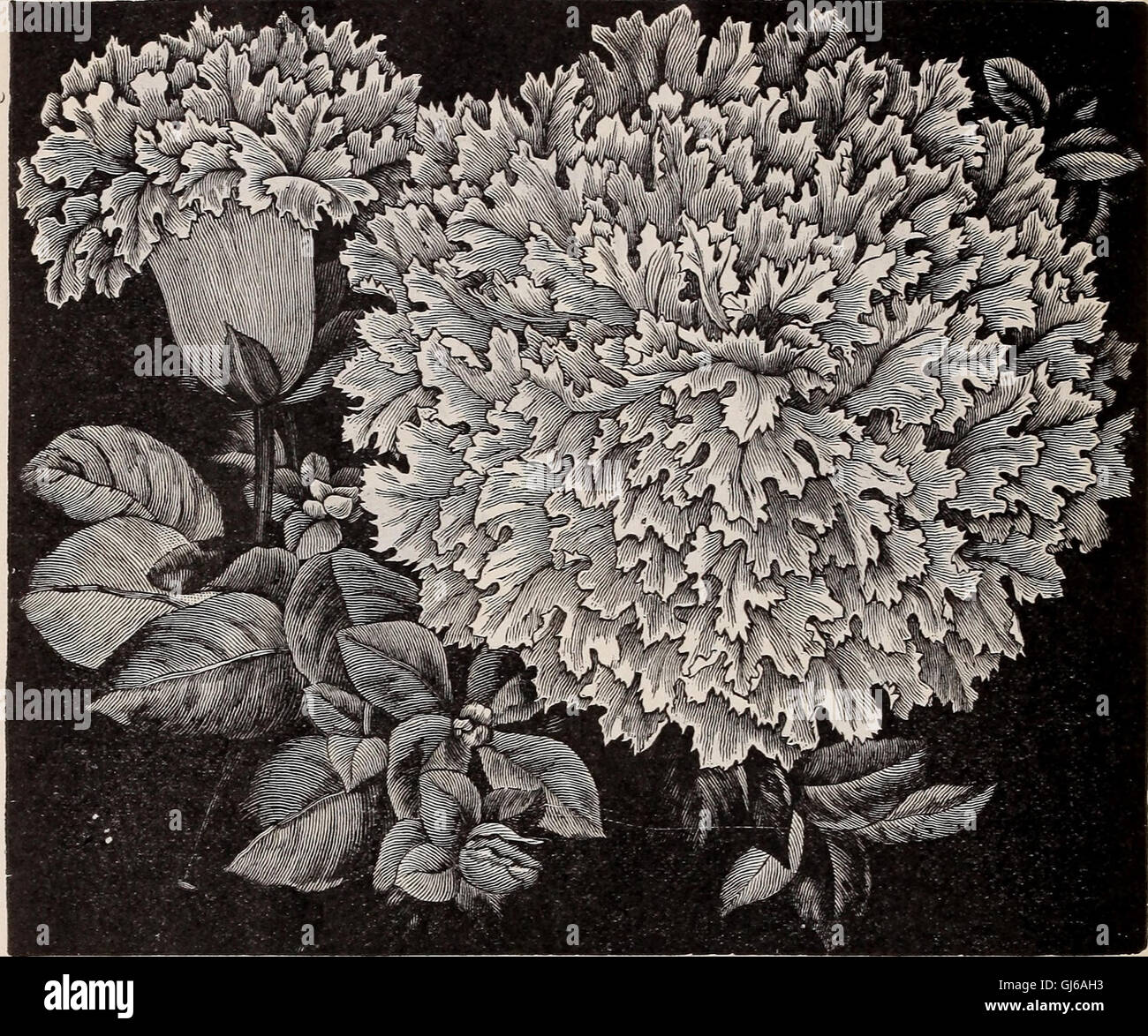 The 1900 Catalogue is a comprehensive list of various products, goods