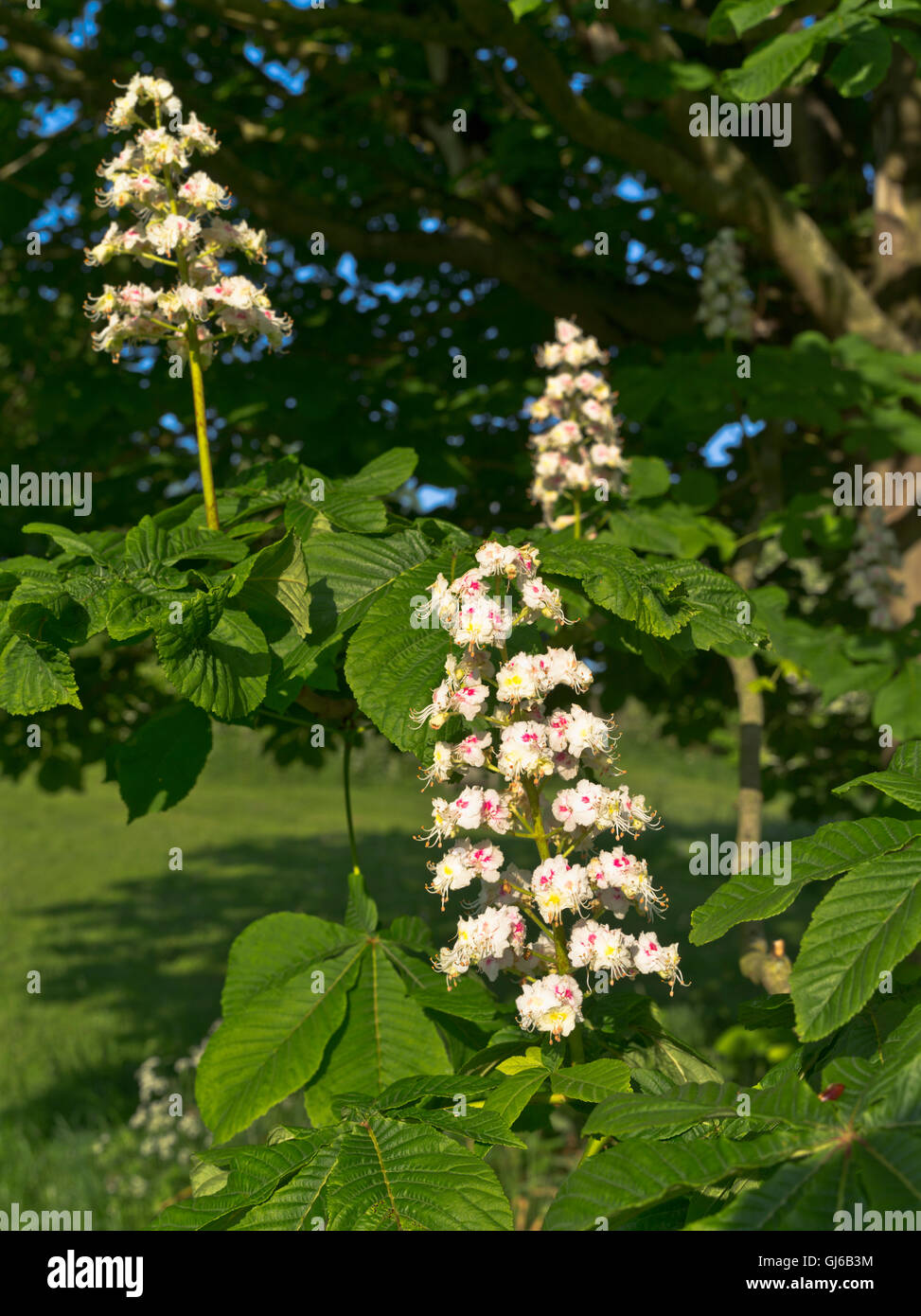 dh Chestnut TREE UK Horse chestnut flower tree flowers branch flowering Stock Photo