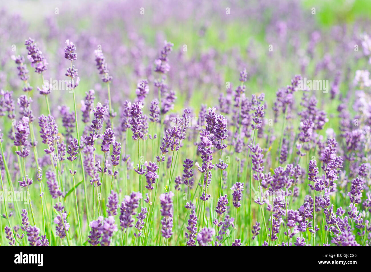Lavender blossoms, Lavandula angustifolia, Syn. Lavandula officinalis Stock Photo - Alamy