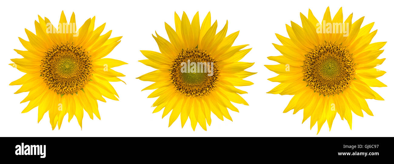 Sunflowers collection isolated on the white background Stock Photo - Alamy