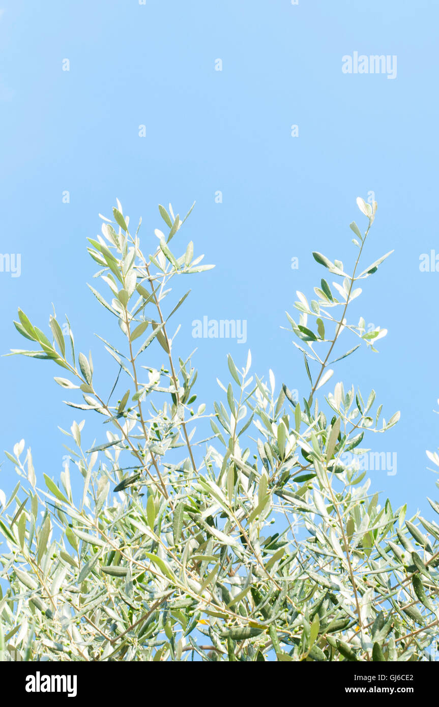 olive branches, Olea europaea, to the heaven Stock Photo