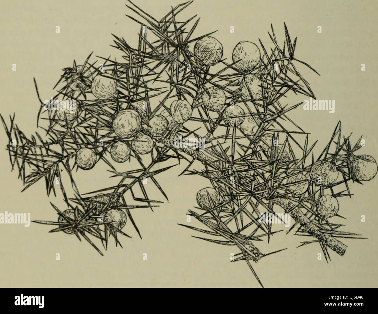 Trees and shrubs, hardy in the British isles (1914 Stock Photo Alamy