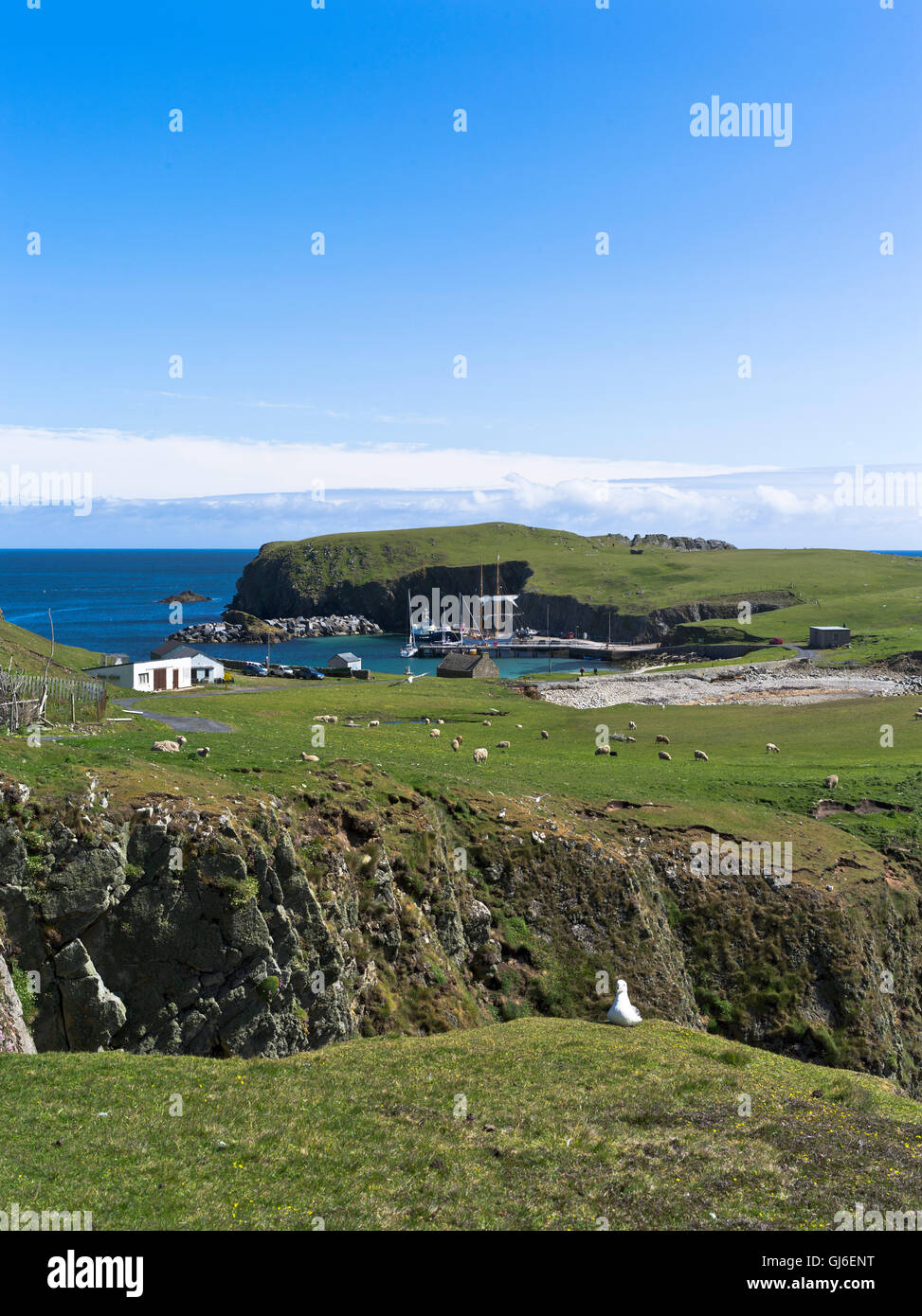 dh FAIR ISLE SHETLAND Cliff top birds North Haven Stock Photo