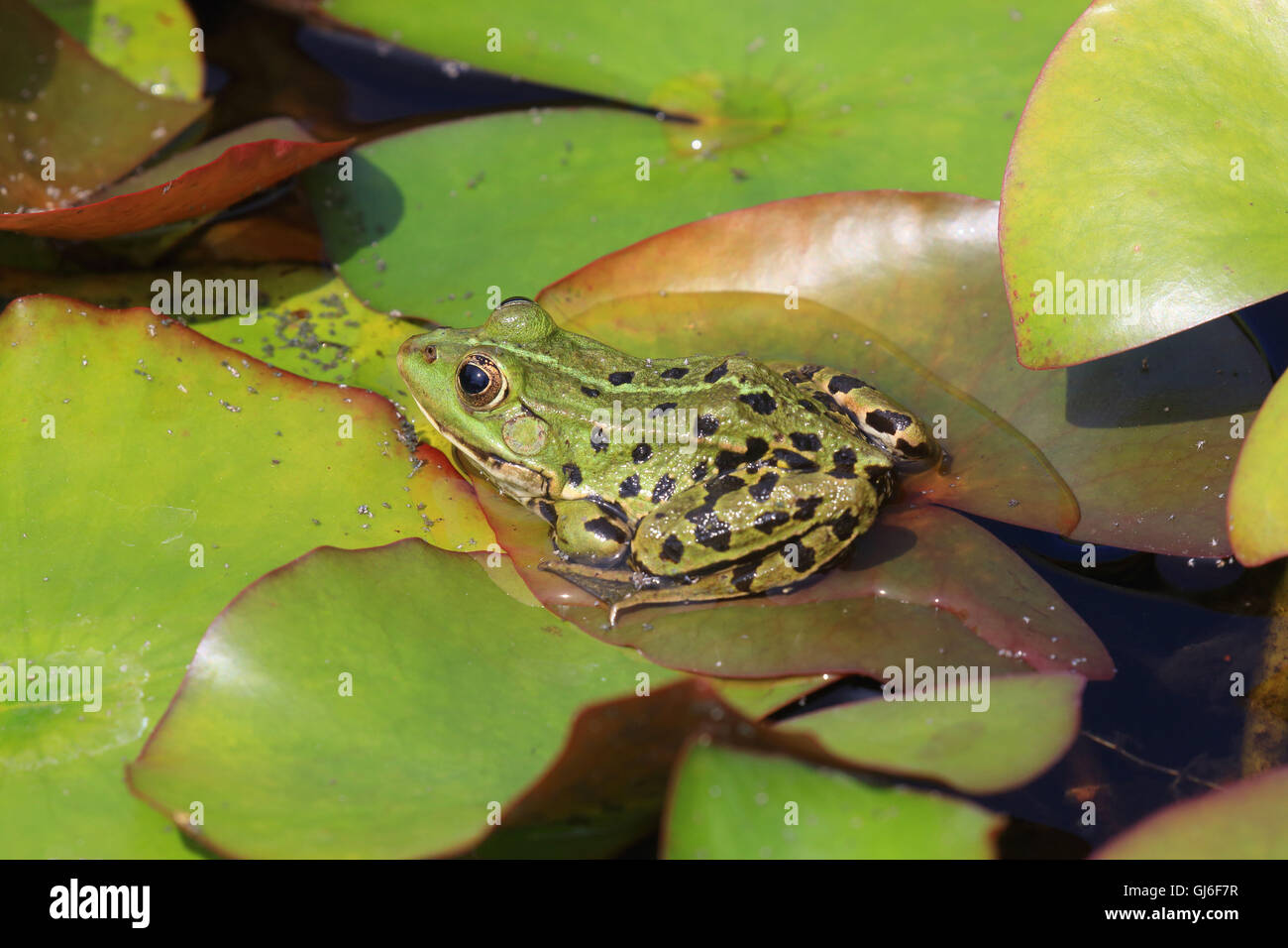 edible frog is sitting on lily pads Rana esculenta Stock Photo Alamy