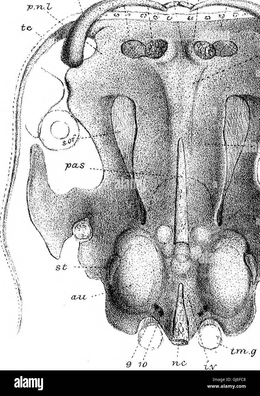 A 1876 scientific paper discussing the anatomical structure and ...