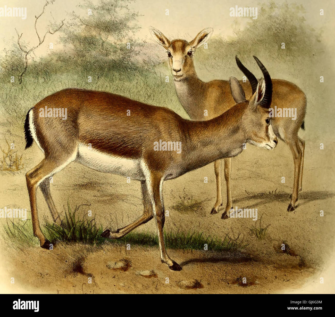 Antilopen I-II. Buchillustration (Stich) von 1897 main image 1