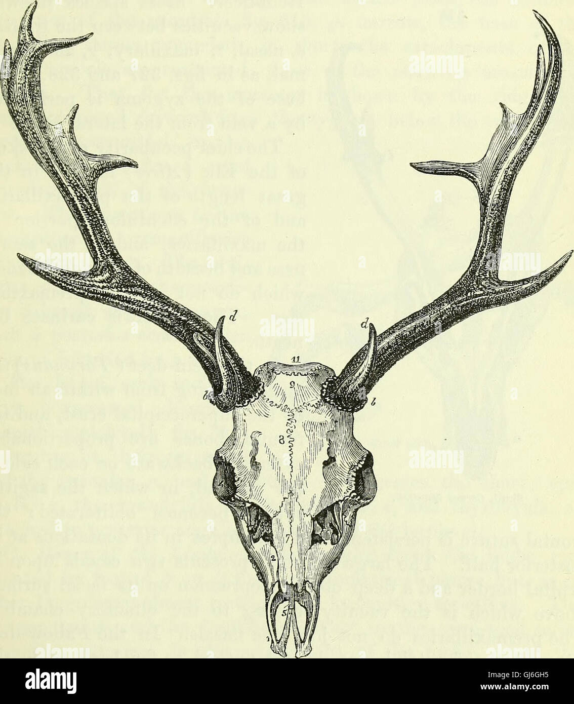 This 1866 work discusses the anatomy of vertebrates, including detailed ...