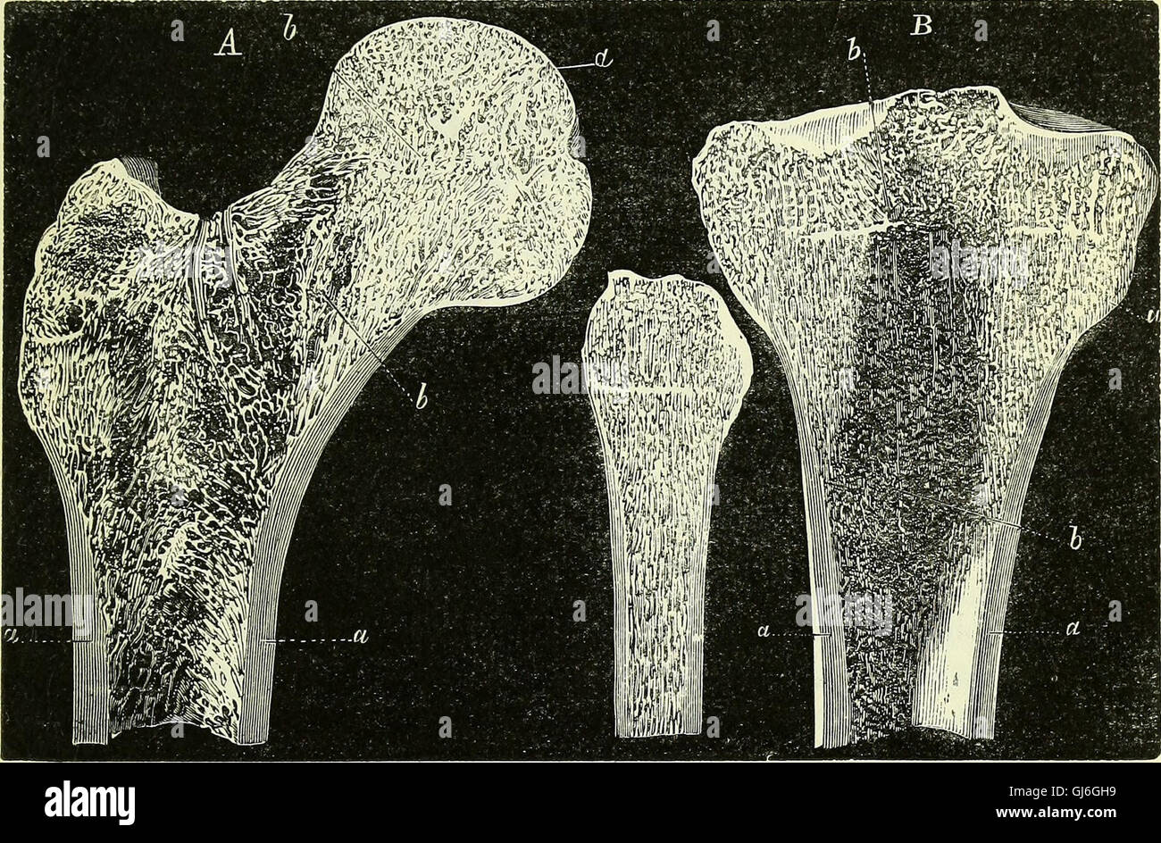 This 1866 work focuses on the anatomy of vertebrates, offering detailed ...