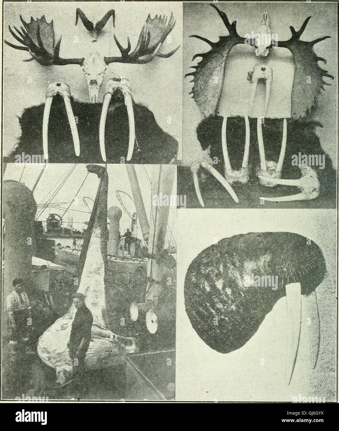 Rod and gun (1898 Stock Photo Alamy