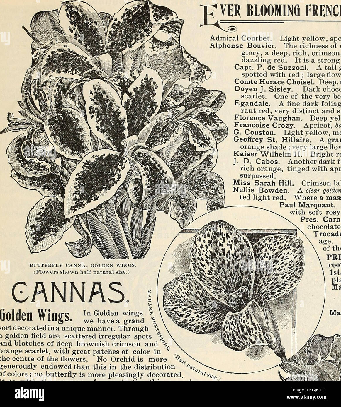 Dealers and florists wholesale list of plants (1897) Stock Photo
