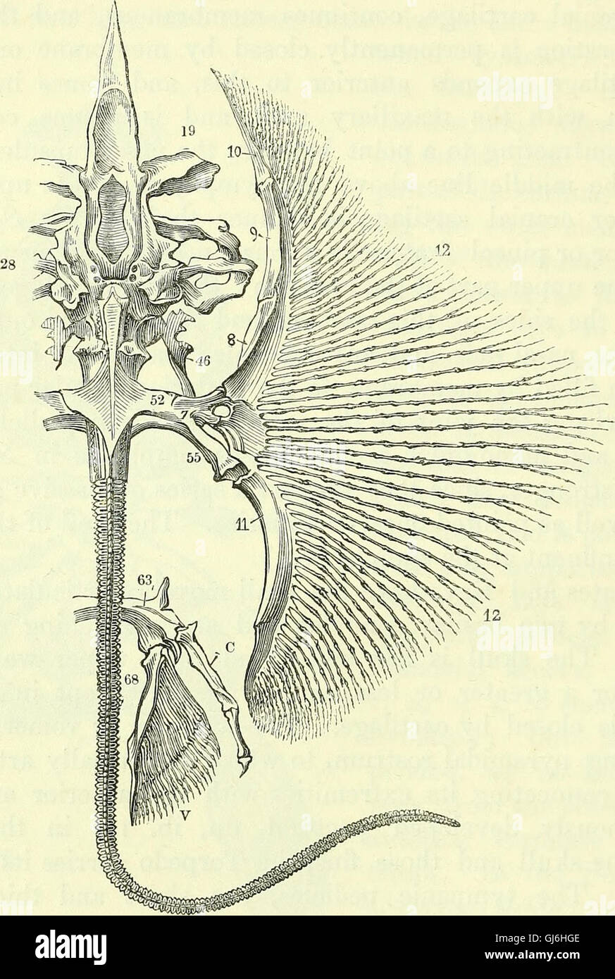 This 1866 work explores the anatomy of vertebrates, providing a ...