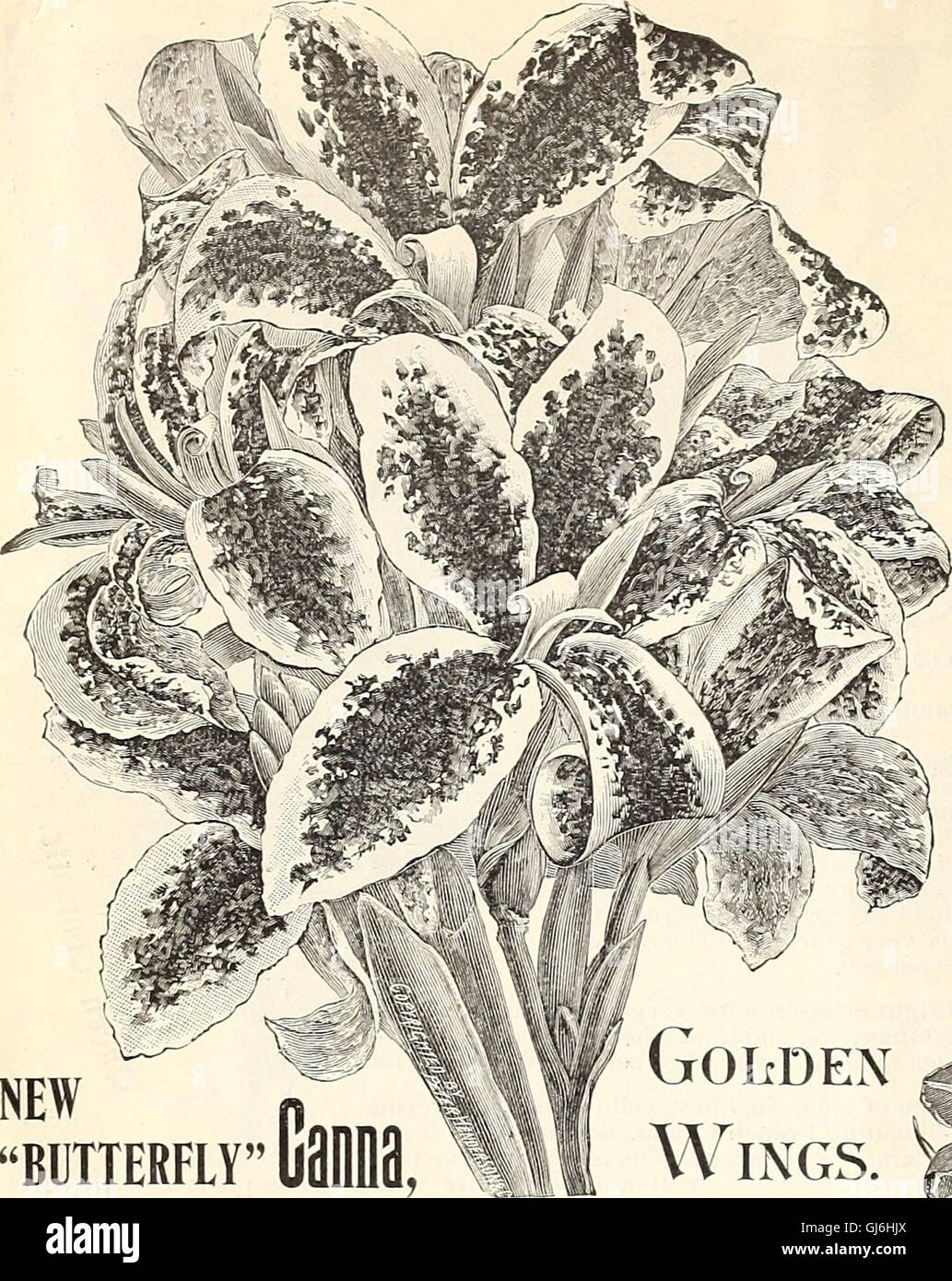 Dealers and florists wholesale list of plants (1896) Stock Photo
