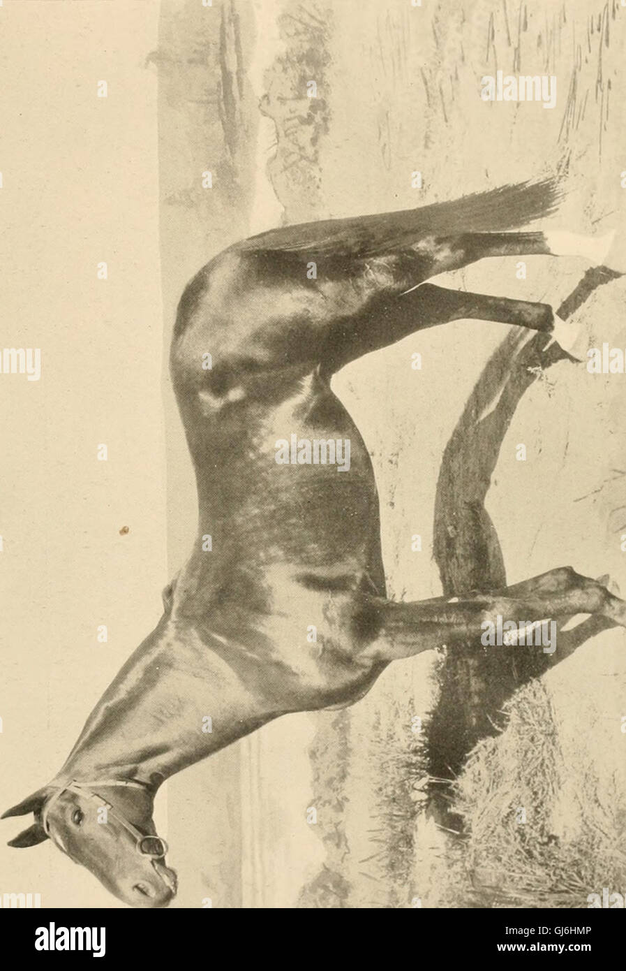 The American Turf* (1898) Is A Historical Account Of Horse Racing In The United States