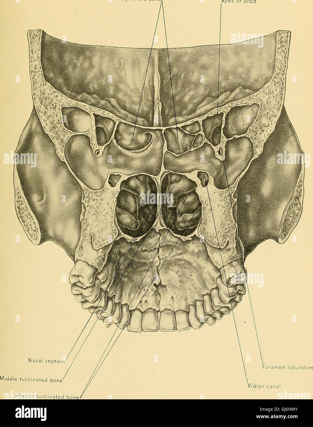 This treatise, published in 1901, discusses human anatomy and its ...