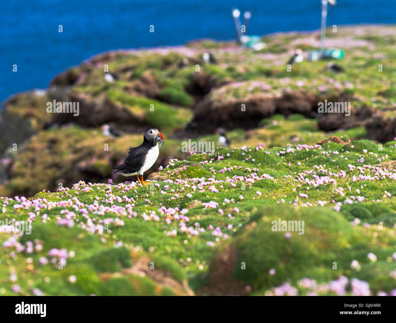 dh Bu Ness FAIR ISLE SHETLAND Puffin arriving with sand eels in bill thrift cliff top Stock Photo