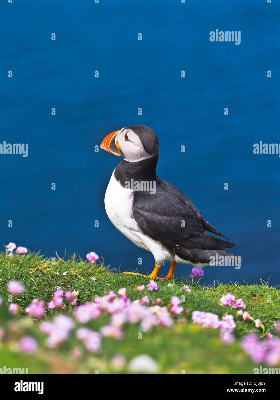 dh Bu Ness FAIR ISLE SHETLAND Puffin on thrift cliff top wild parrot scotland puffins Stock Photo