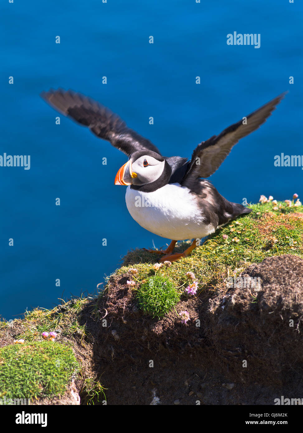 dh Bu Ness FAIR ISLE SHETLAND Fratercula arctica Puffin flapping wing top ready to take off scotland isles bird island parrot puffins Stock Photo