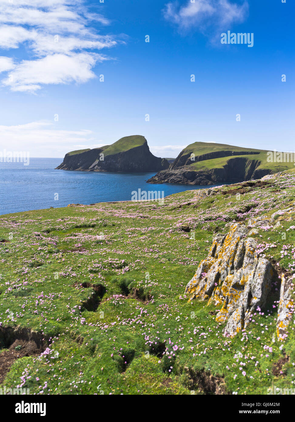 dh Bu Ness FAIR ISLE SHETLAND Thrift headland Sheep Rock Fair Isle coast national trust scotland Stock Photo