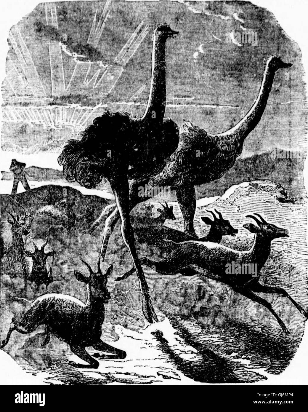 Earth, sea and sky, or, Marvels of the universe (microform) being a