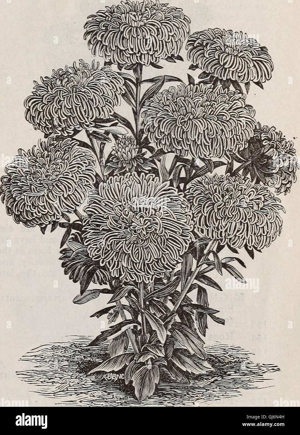 The Geo. A. Weaver Co's annual catalogue of seeds (1899 Stock Photo Alamy