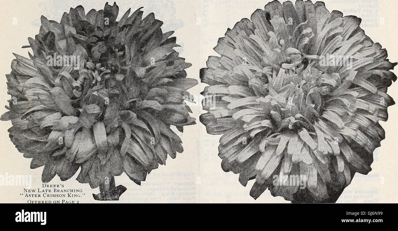 Dreer's wholesale price list spring edition April 1910 June - seeds plants and bulbs for florists fertilizers, insecticides, tools, sundries, etc (1910) Stock Photo