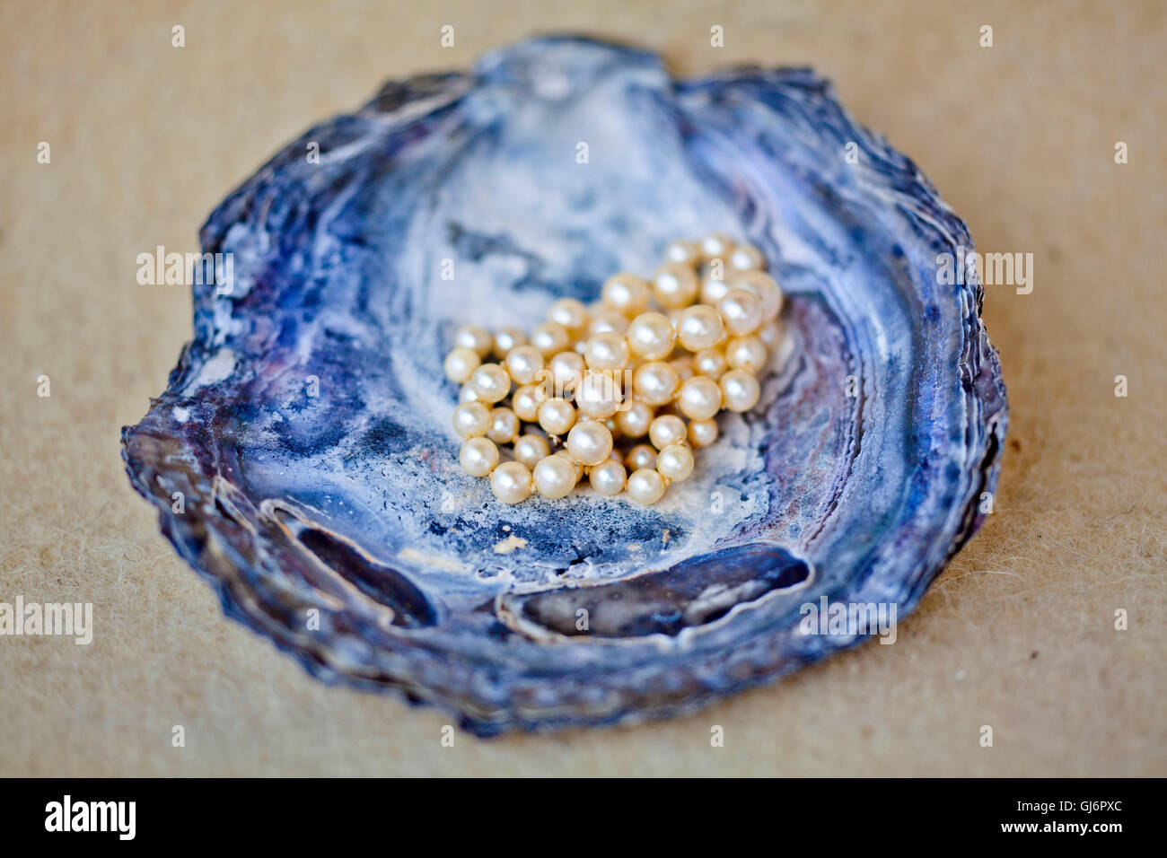 Coloured shell of an oyster with pearl necklace Stock Photo - Alamy