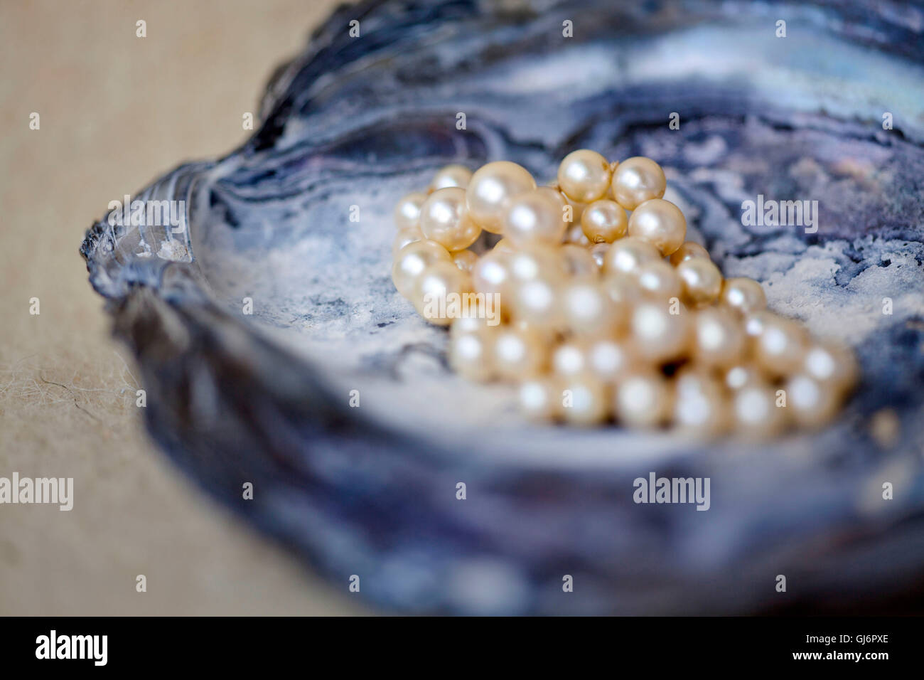 Coloured shell of an oyster with pearl necklace Stock Photo - Alamy
