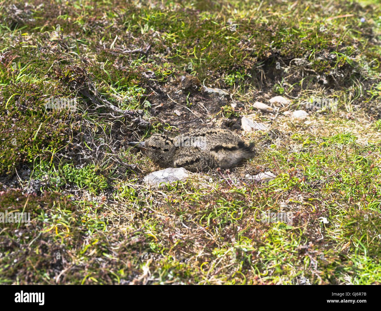 dh Curlew BIRD UK Curlew chick camouflaged in peat bog Fair isle scotland Stock Photo