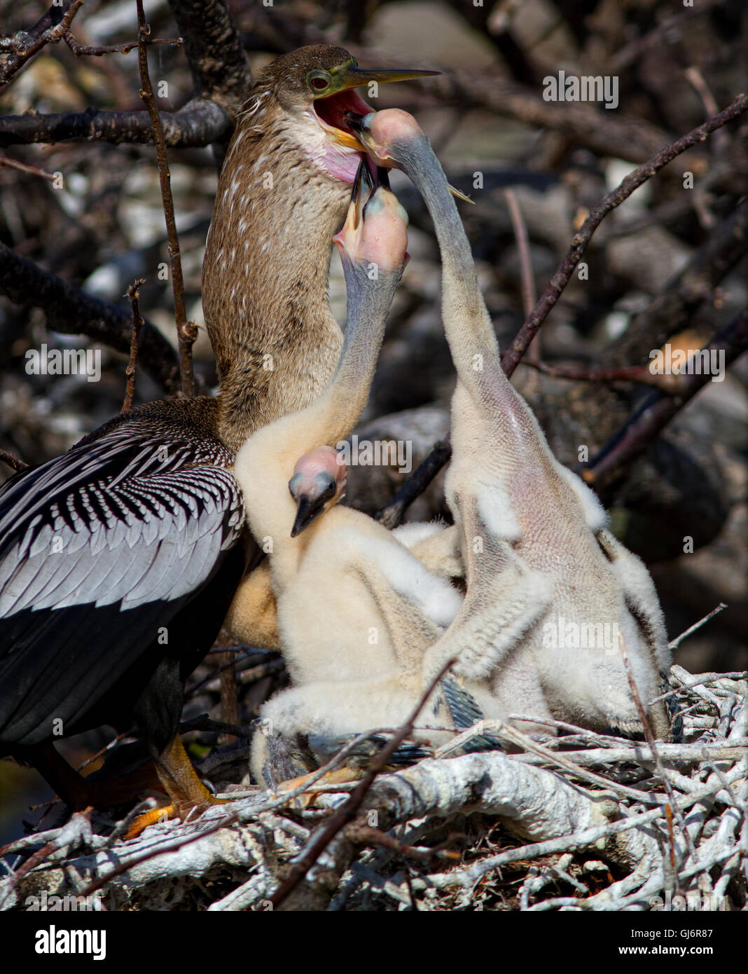 Ok Going in!! Seems to be the thinking as anhinga chicks get ready to dive in Mom's throat for some nice fish juice!! Stock Photo