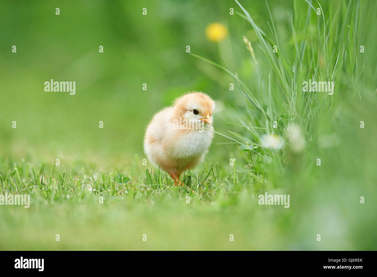 Chicken, Gallus gallus domesticus, chick, meadow, front view, standing ...
