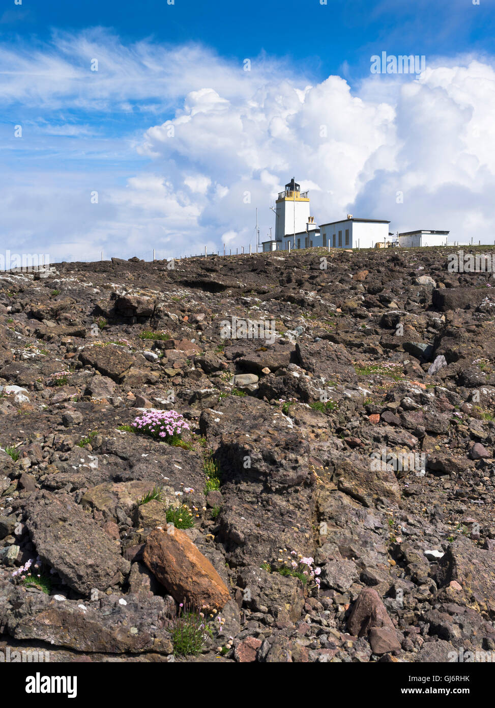 dh Eshaness Lighthouse ESHANESS SHETLAND uk Wildflowers on rocky cliff top lighthouses scotland Stock Photo