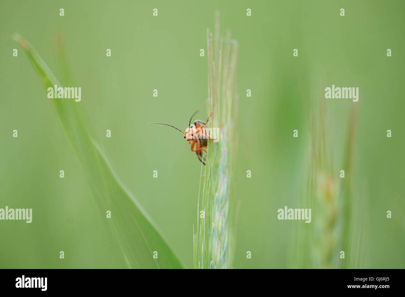 red longhorn beetle, Stictoleptura rubra, cornstalk, head-on, is sitting, looking into camera Stock Photo