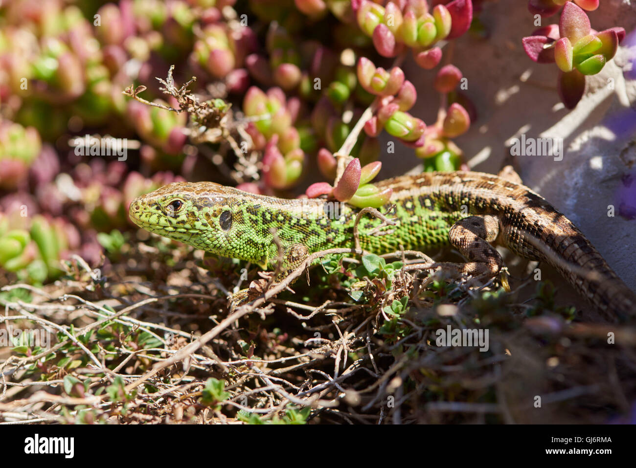 sand lizard, Lacerta agilis, male, at the side, is lying Stock Photo ...
